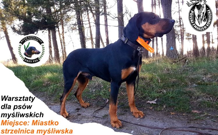 Darmowe warsztaty dla psów myśliwskich – Miastko, strzelnica PZŁ 7 sierpień 2021 r.